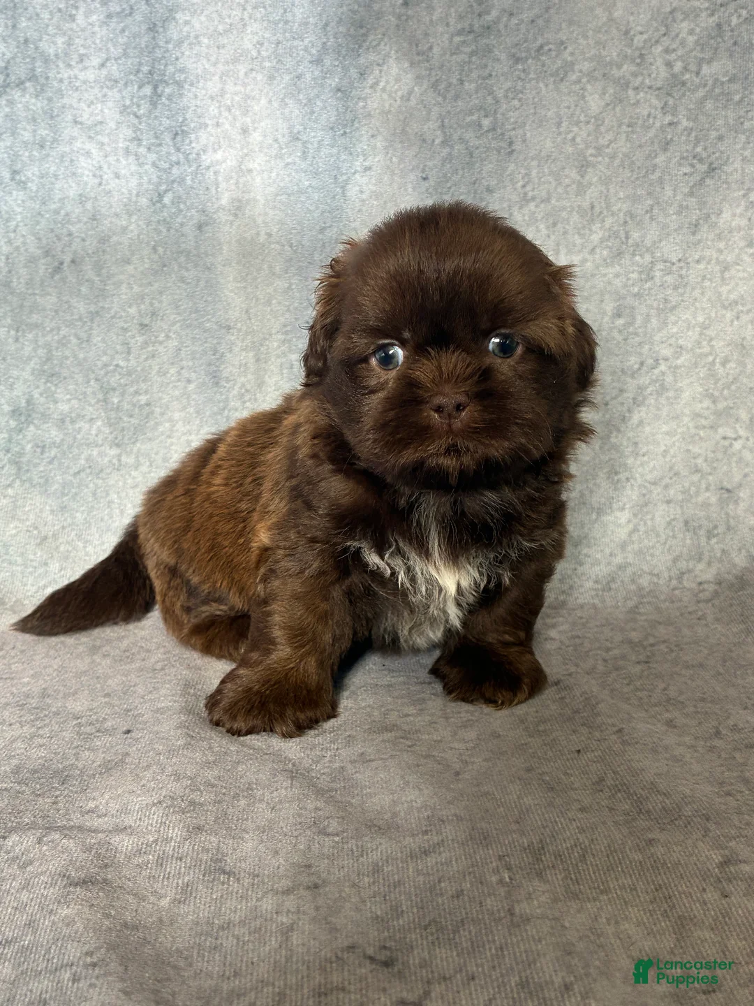 Shih Tzu dogs for sale: KING (AKC) - Ad 2
