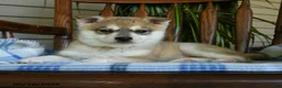 Alaskan Klee Kai dogs for sale: Danny - Ad 2