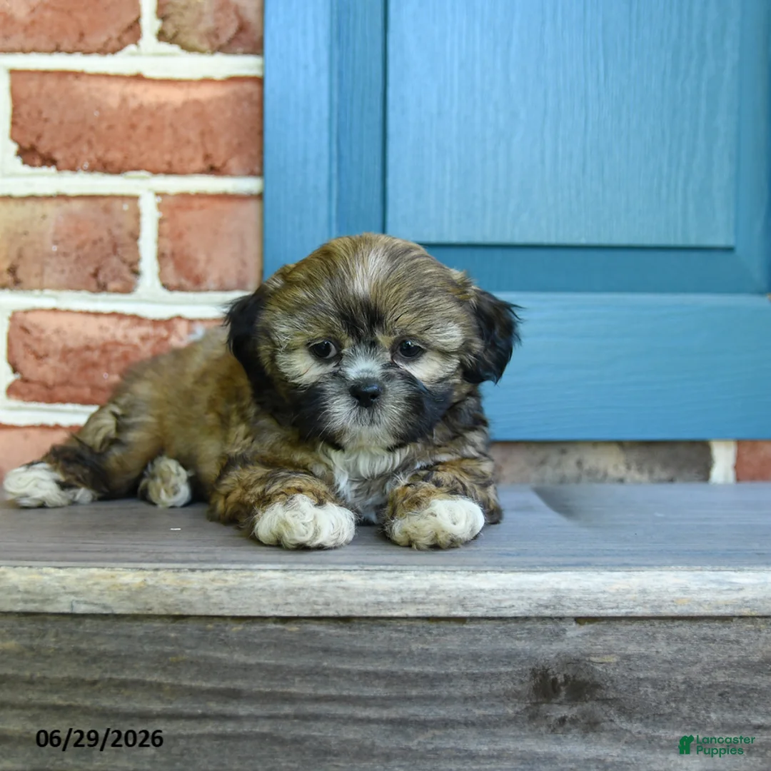 Teddy Bear dogs for sale: Sonya - Ad 3