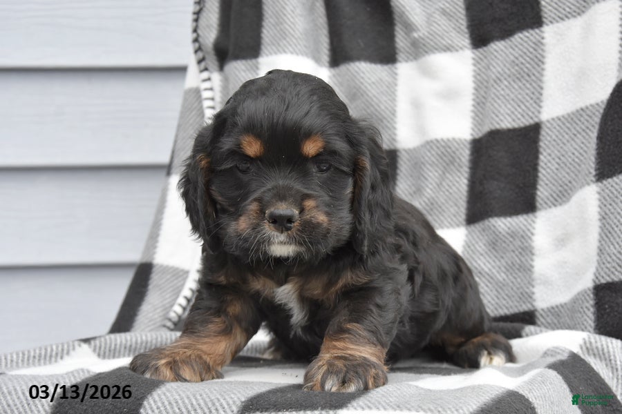Cocker Spaniel dogs Koby - Ad 1