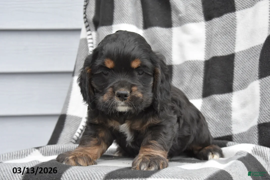Cocker Spaniel dogs for sale: Koby - Ad 1