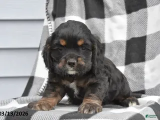 Cocker Spaniel dogs for sale: Koby - Ad 1