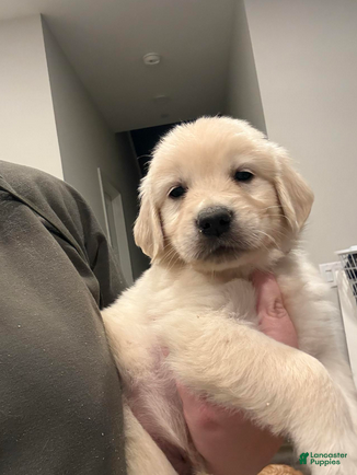 Golden Retriever dogs Pink girl - Ad 1