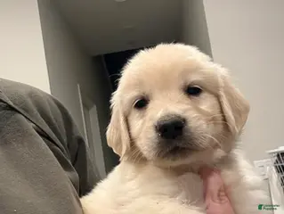 Golden Retriever dogs for sale: Pink girl - Ad 1