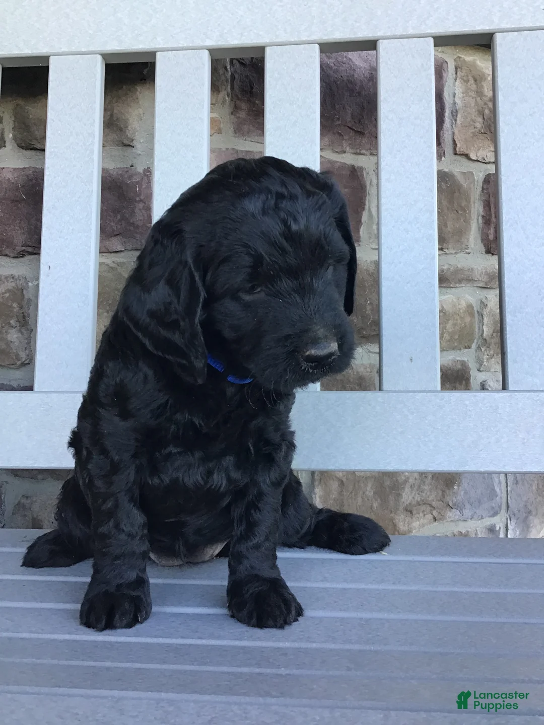 Goldendoodle dogs for sale: Dazzler - Ad 2