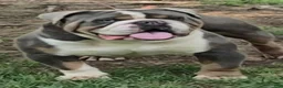 Olde English Bulldogge dogs for sale: Olde English Bulldogge Puppy 1 - Ad 12
