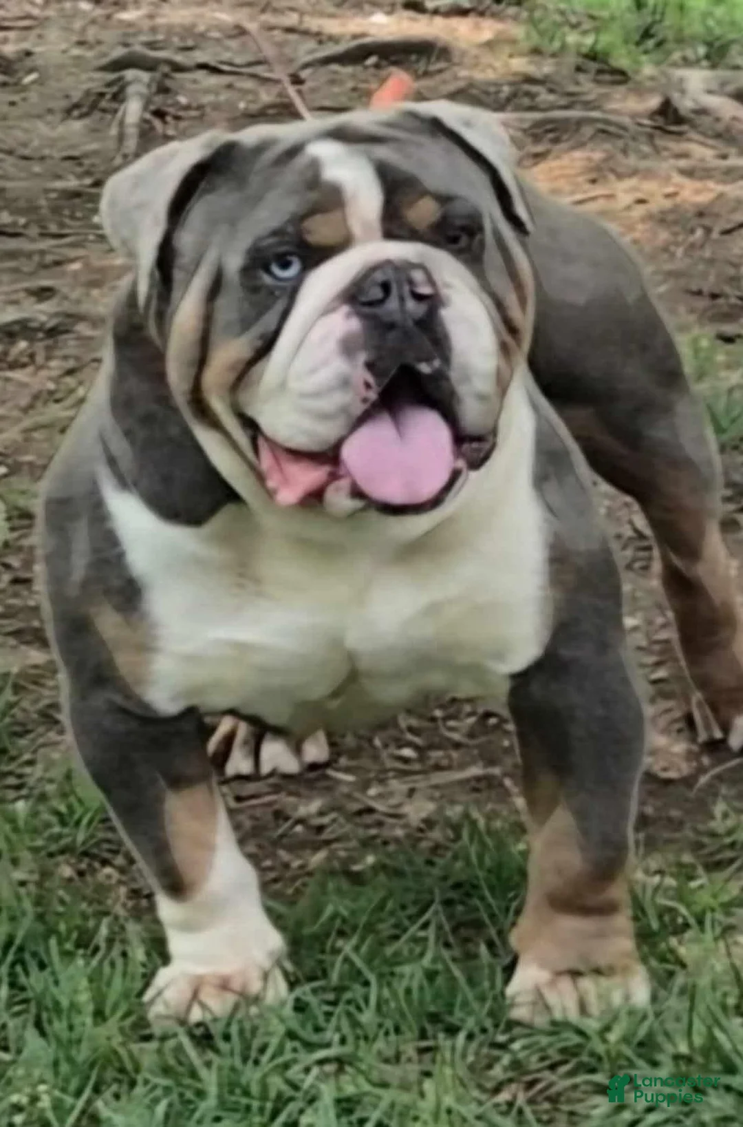 Olde English Bulldogge dogs for sale: Olde English Bulldogge Puppy 1 - Ad 12