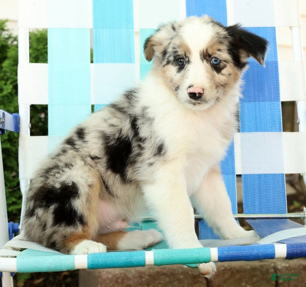 Australian Shepherd dogs for sale: Jack - Ad 7