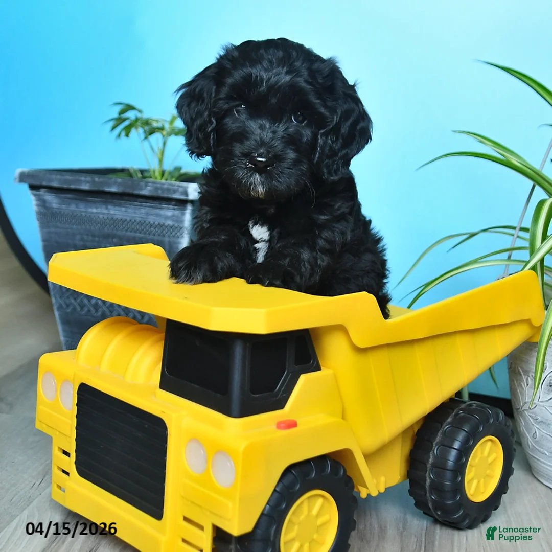 Havapoo dogs for sale: Bouncer - Ad 2