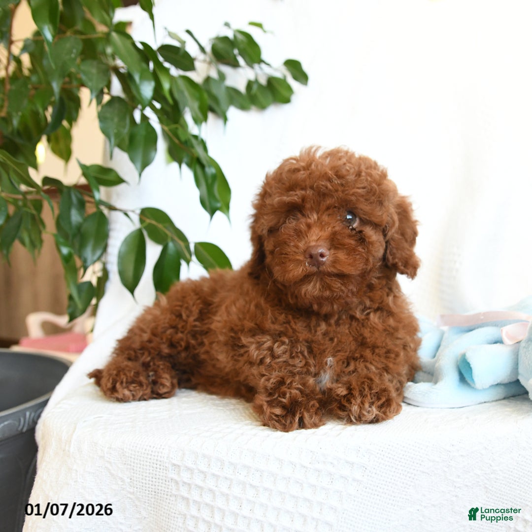 Toy Poodle dogs for sale: Ezra - Ad 5