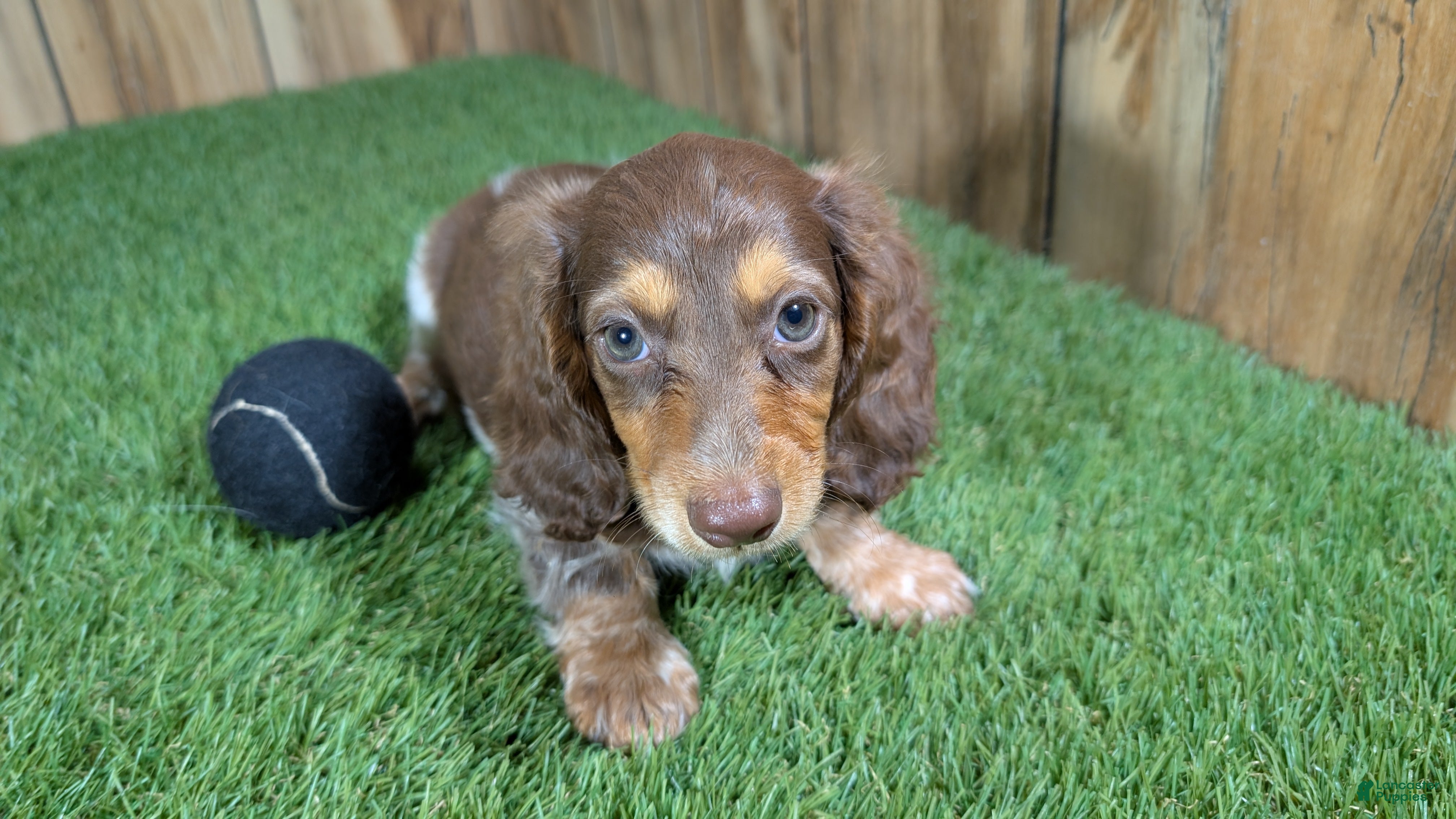 Miniature Dachshund dogs Sweetie Boy 6 - Ad 1