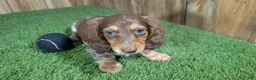 Miniature Dachshund dogs for sale: Sweetie Boy 6 - Ad 1