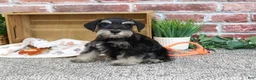 Miniature Schnauzer dogs for sale: Jonah - Ad 5