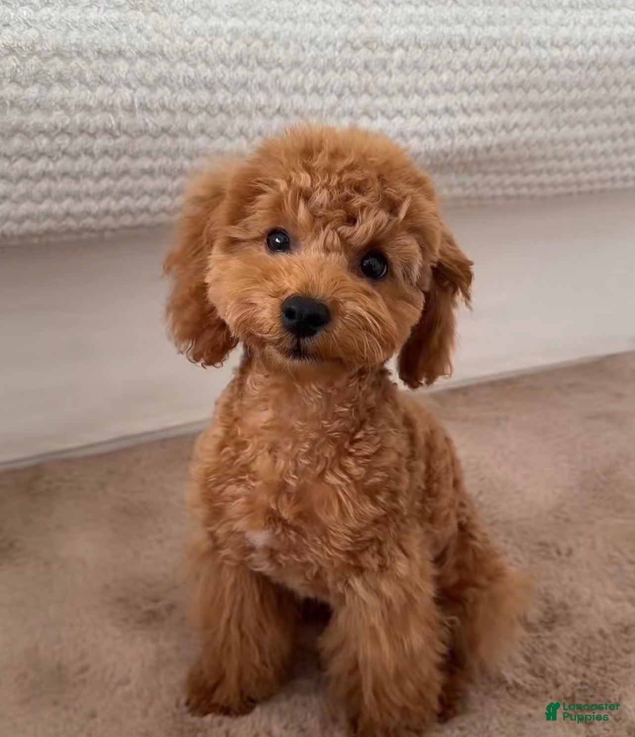 Mini Goldendoodle dogs for sale: Mini Goldendoodle 1 - Ad 1