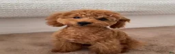 Mini Goldendoodle dogs for sale: Mini Goldendoodle 1 - Ad 1