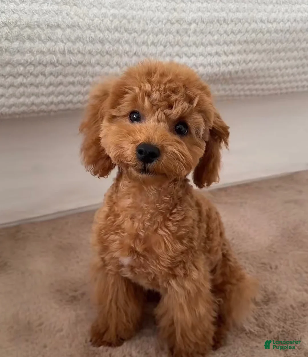 Mini Goldendoodle dogs for sale: Mini Goldendoodle 1 - Ad 1