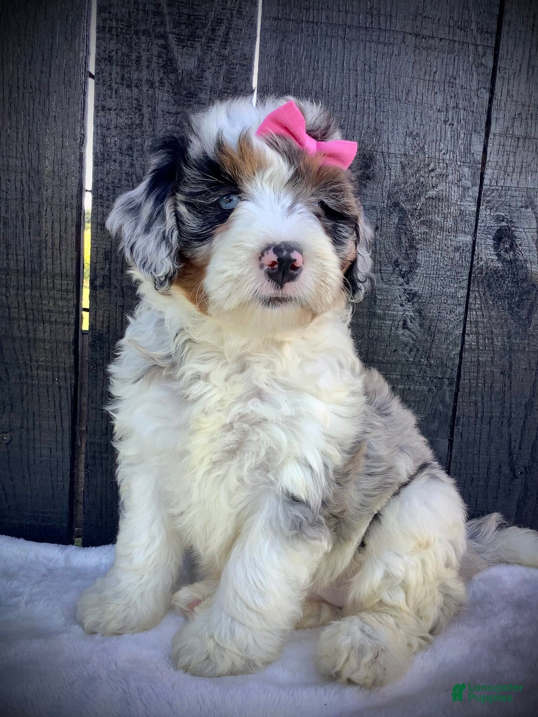 Gallery Image {{count}}