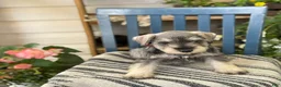 Miniature Schnauzer dogs for sale: Lilly - Ad 4