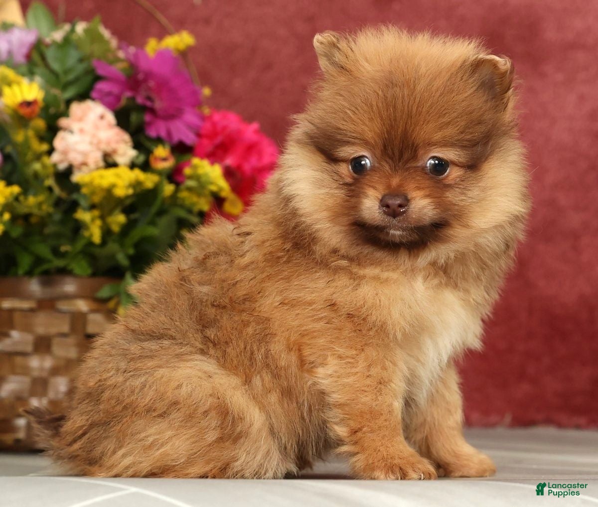 Pomeranian dogs Ollie - Ad 10