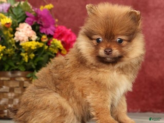 Pomeranian dogs Ollie - Ad 25