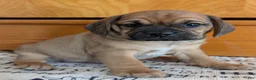 Puggle dogs for sale: Kidd - Ad 8