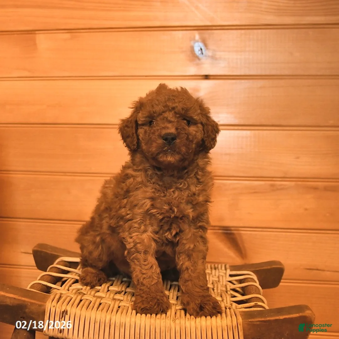 Mini Goldendoodle dogs for sale: Muffin  - Ad 1
