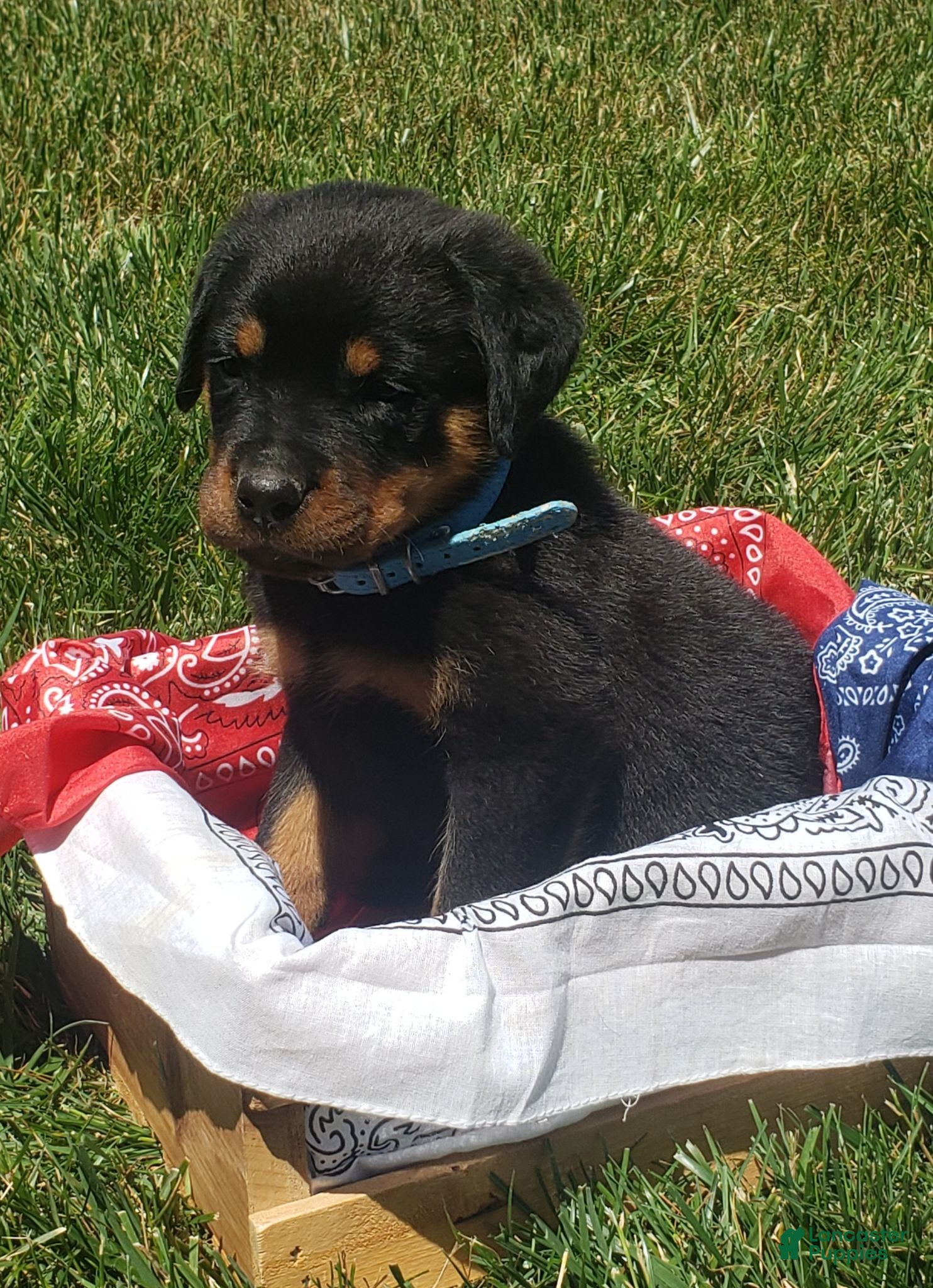 Rottweiler dogs River - Ad 1