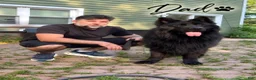 German Shepherd dogs for sale: German Shepherd 2 - Ad 13