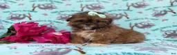 Shihpoo dogs for sale: Quinn - Ad 4