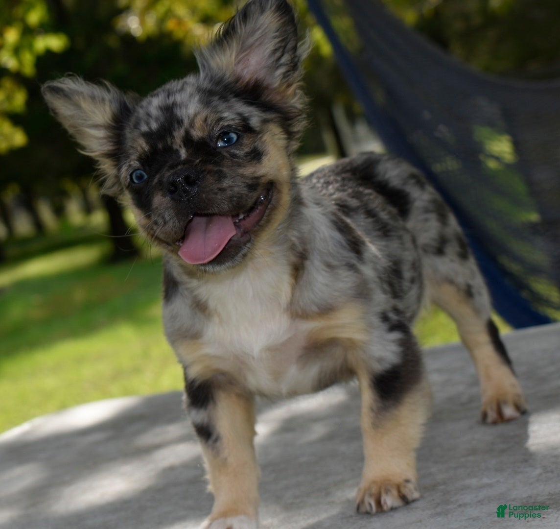 Mixed Breed dogs Ruby blue eyes merle - Ad 2