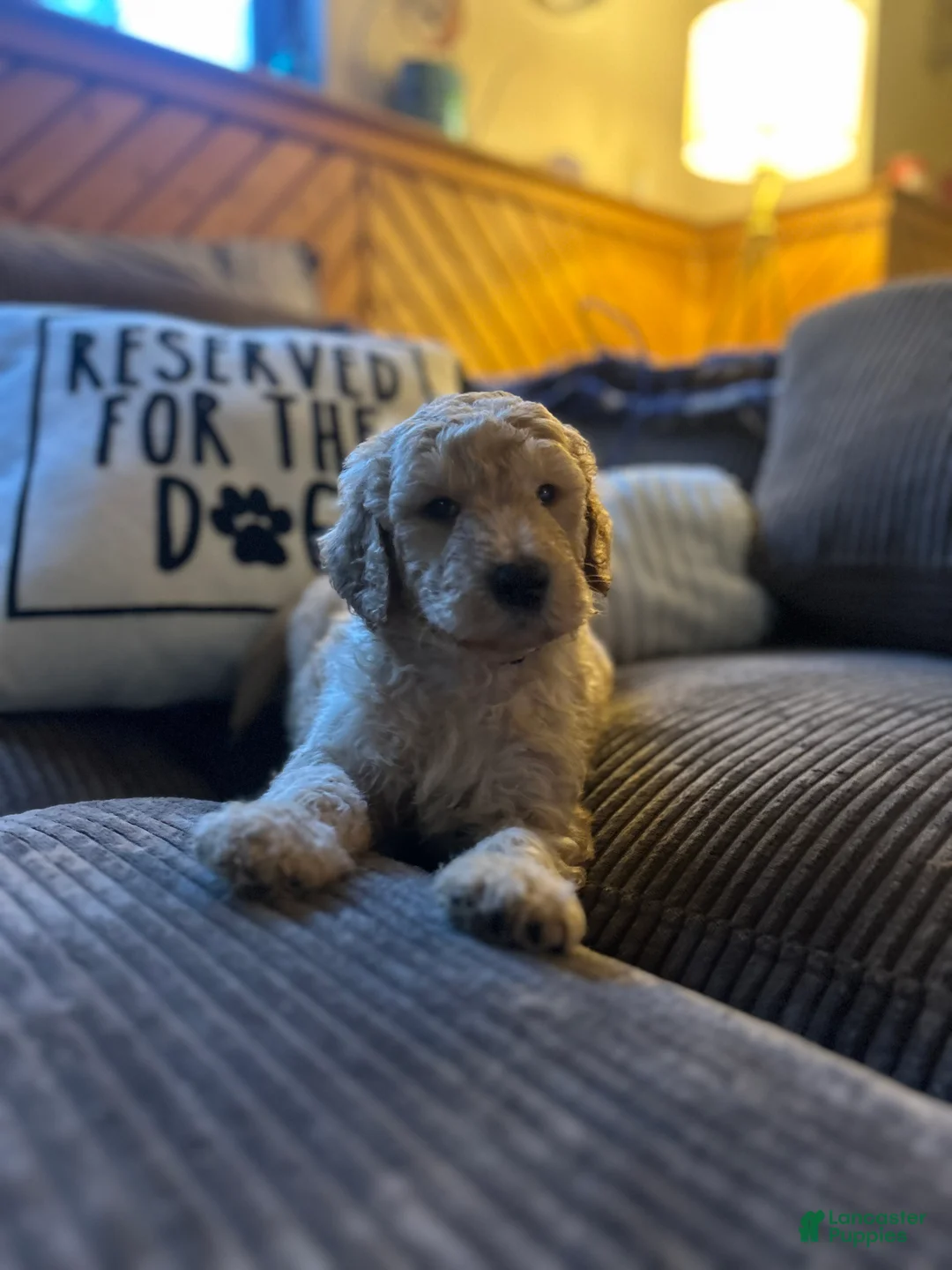 Goldendoodle dogs for sale: Bud - Green Collar Male - Ad 2