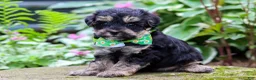 Yorkiepoo dogs for sale: Spike - Ad 2