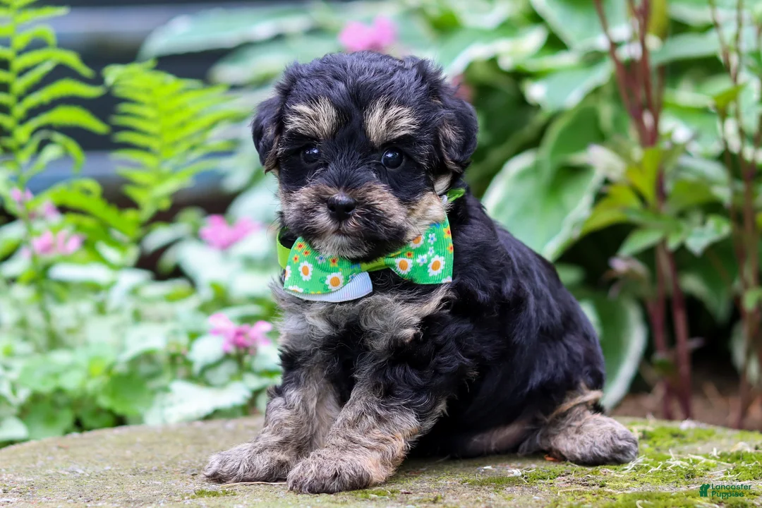Yorkiepoo dogs for sale: Spike - Ad 2