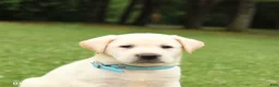 Labrador Retriever dogs for sale: Miles - Ad 5