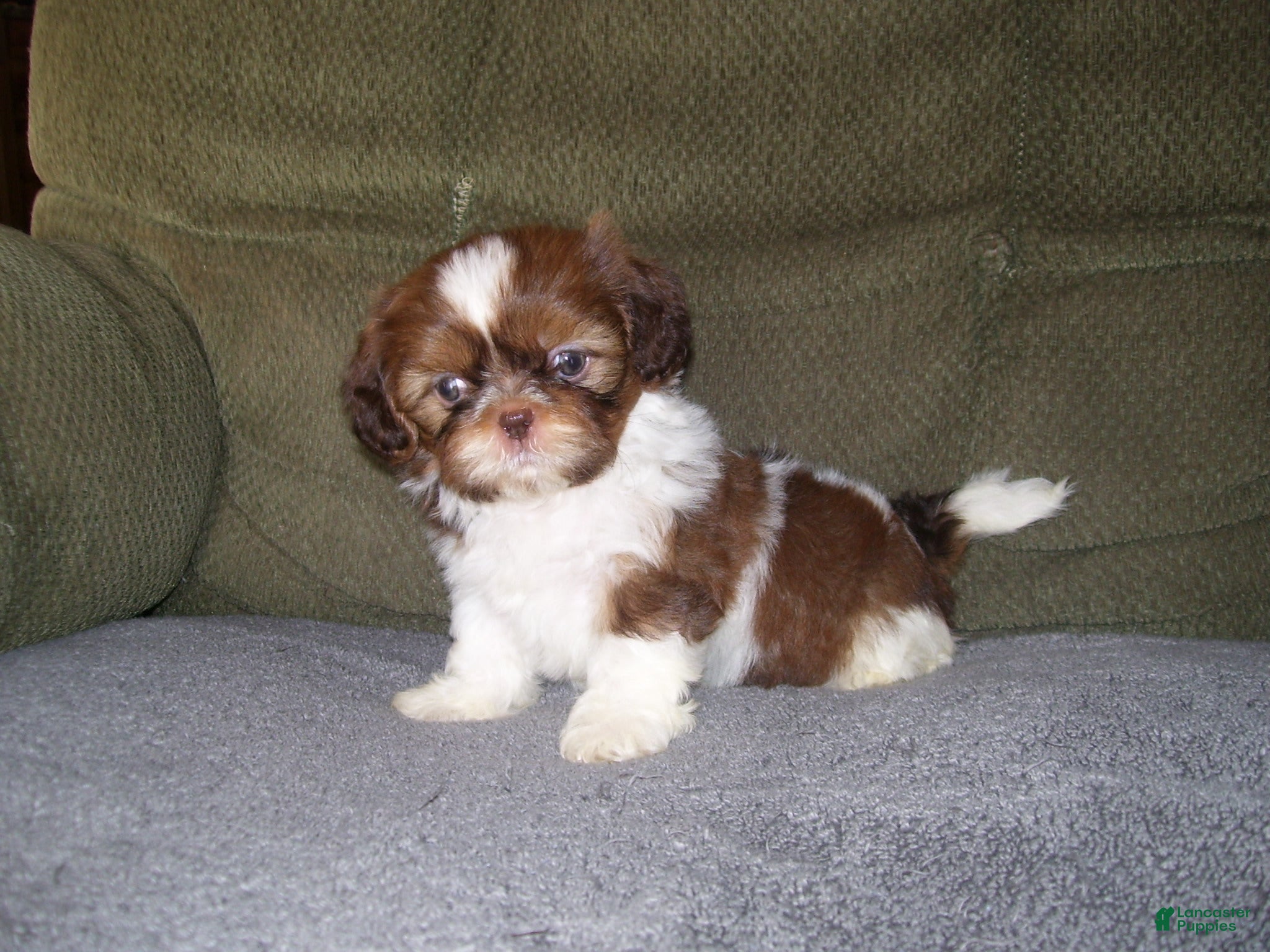 Shih Tzu dogs Murphey - Ad 14