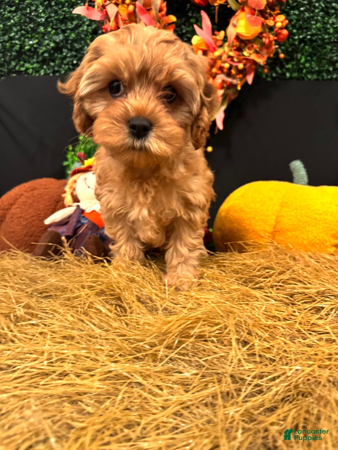 Cavapoo dogs for sale: Saffron  - Ad 2