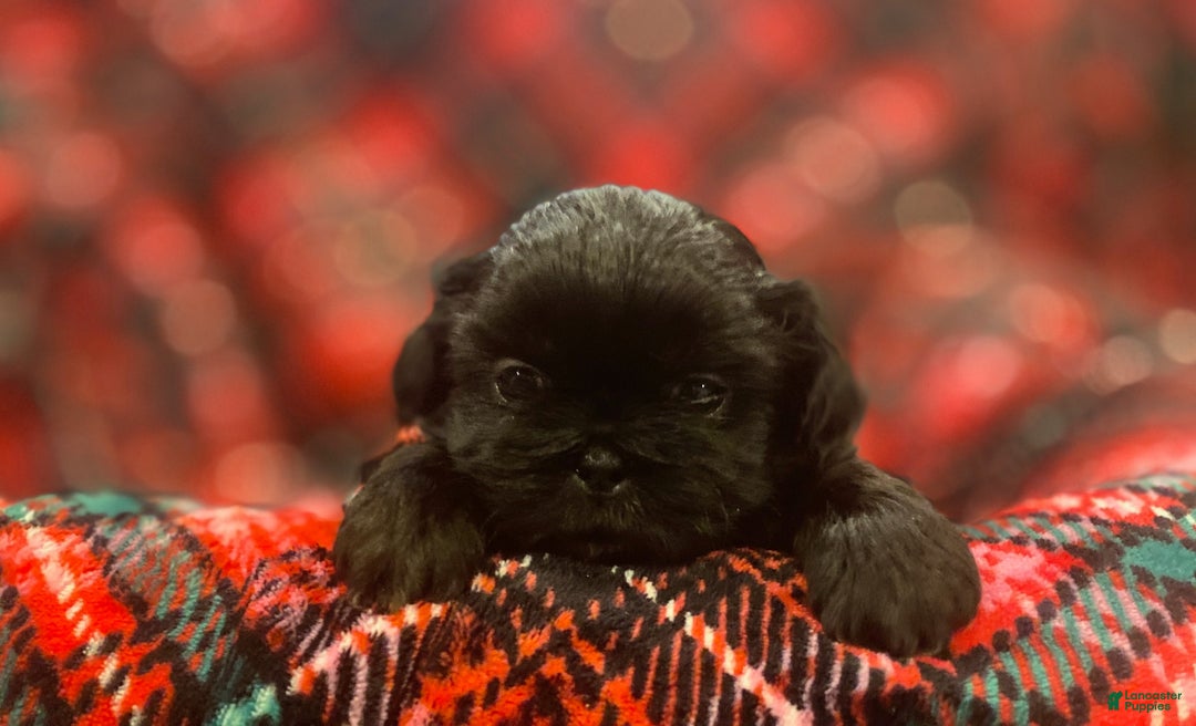 Shih Tzu dogs for sale: MAX, Shih Tzu, Male, 10 weeks, AKC Champion Blood Line - Ad 7