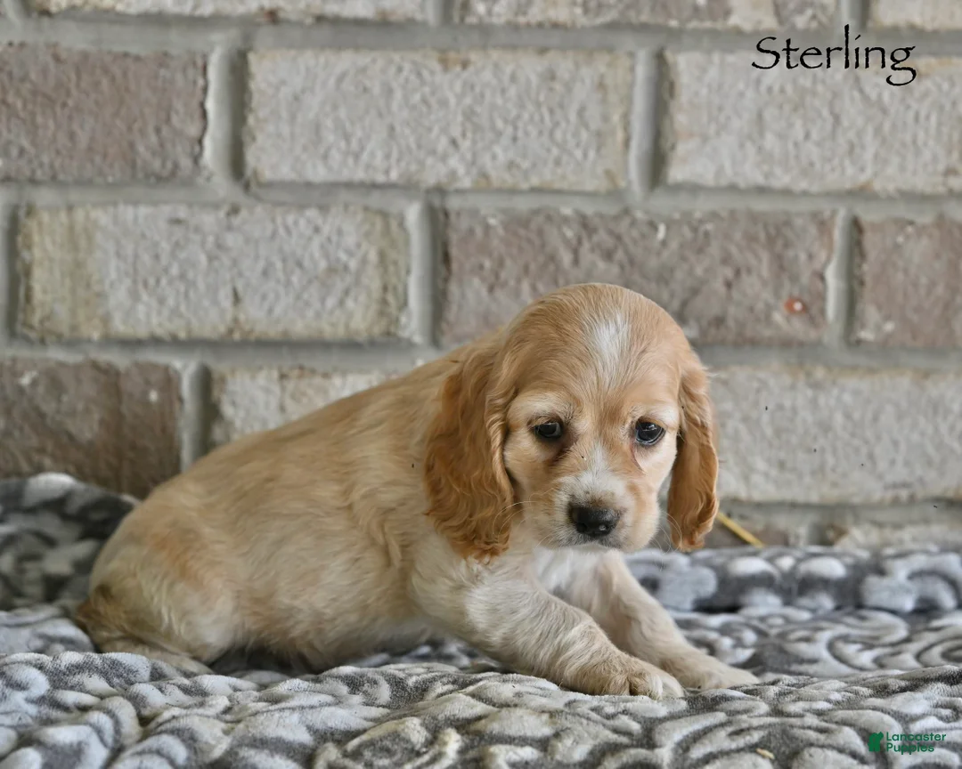 Cocker Spaniel dogs for sale: Sterling  - Ad 2
