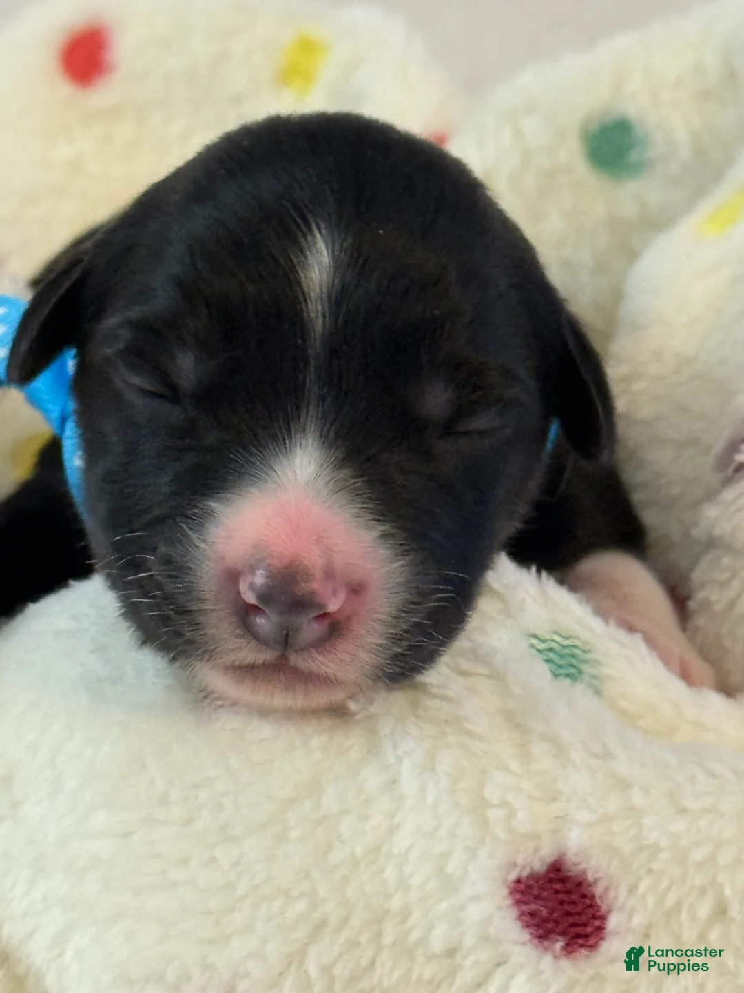 Australian Shepherd dogs for sale: Australian Shepherd Puppy 4 - Ad 2