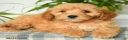 Mini Goldendoodle dogs for sale: Taylor - Ad 4