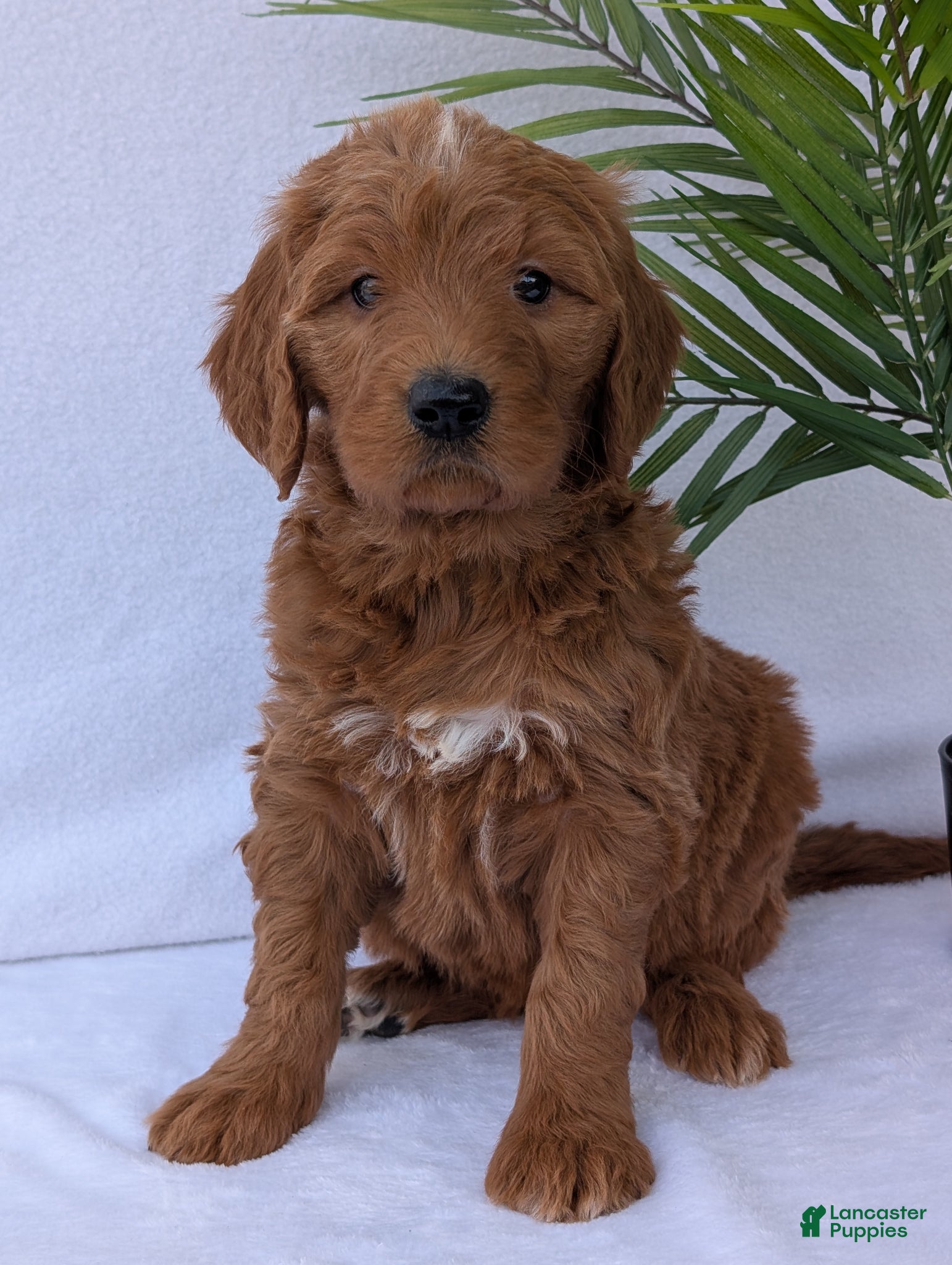 Goldendoodle dogs Kailey - Ad 6