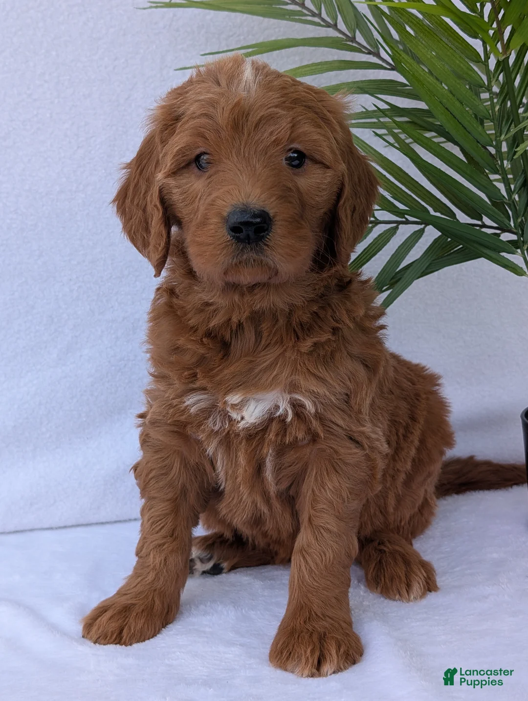 Goldendoodle dogs for sale: Kailey - Ad 1