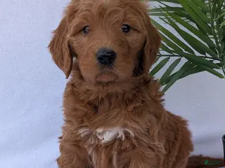 Goldendoodle dogs Kailey - Ad 6