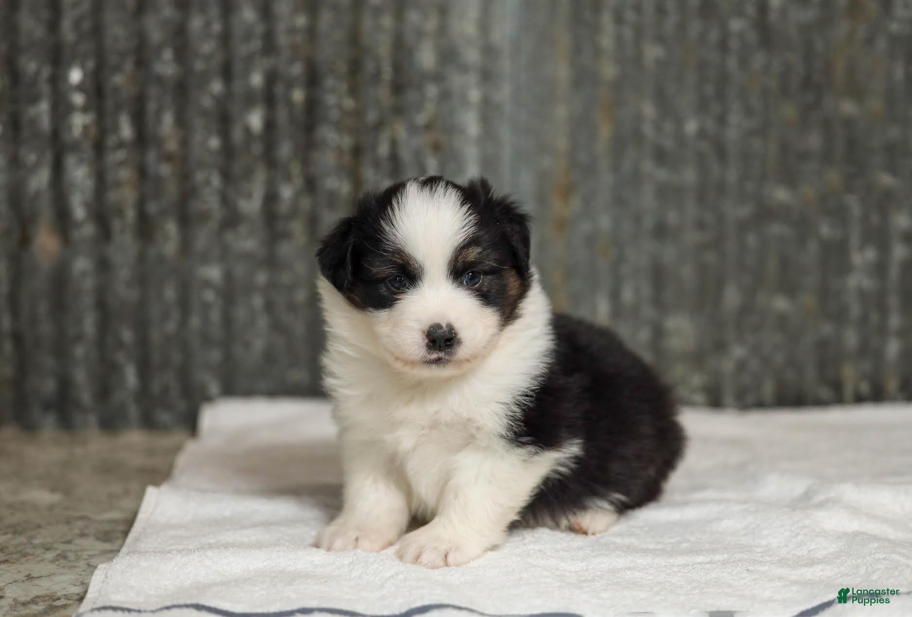 Miniature Australian Shepherd dogs Logan Miniature Australian Shepherd Puppy  - Ad 1