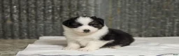 Miniature Australian Shepherd dogs for sale: Logan Miniature Australian Shepherd Puppy  - Ad 5