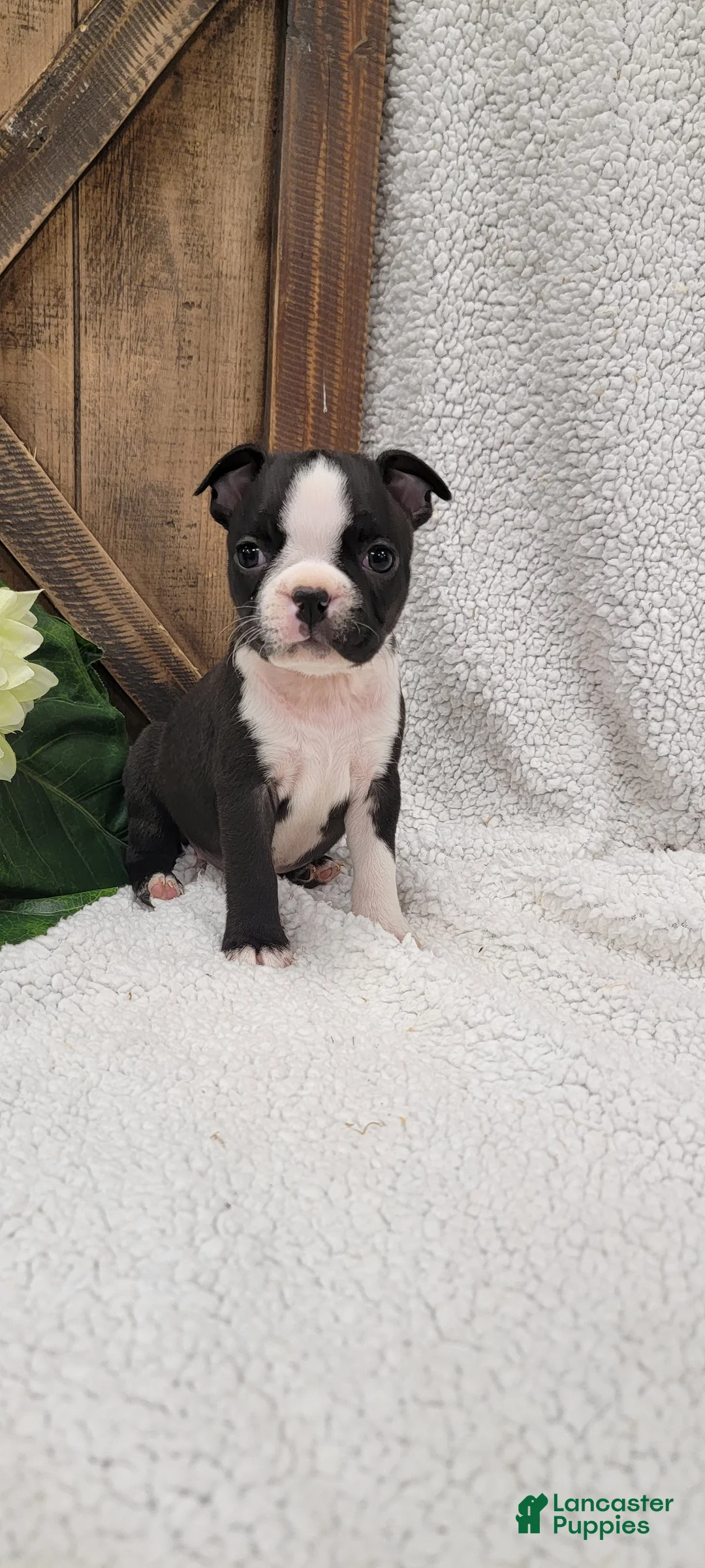 Boston Terrier dogs for sale: Baily - Ad 1