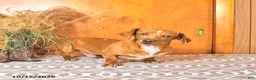 Miniature Dachshund dogs for sale: Bruce - Ad 3