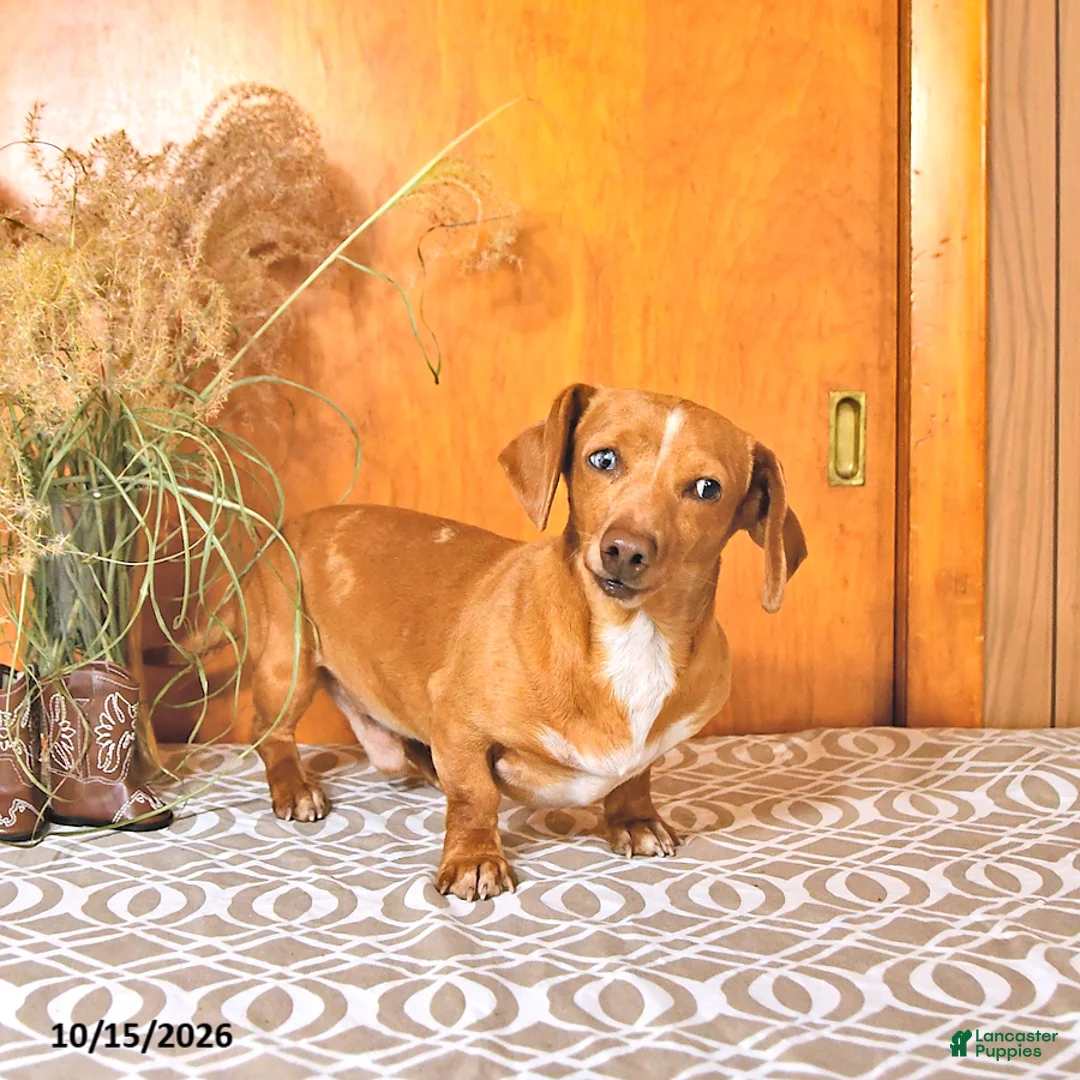 Miniature Dachshund dogs for sale: Bruce - Ad 3