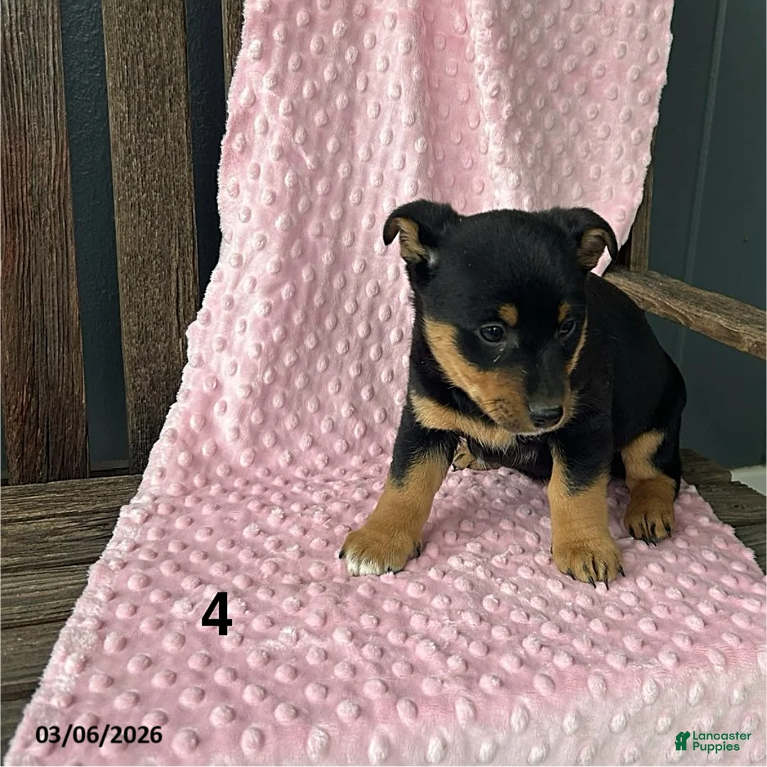 Mixed Breed dogs for sale: Rose  - Ad 4