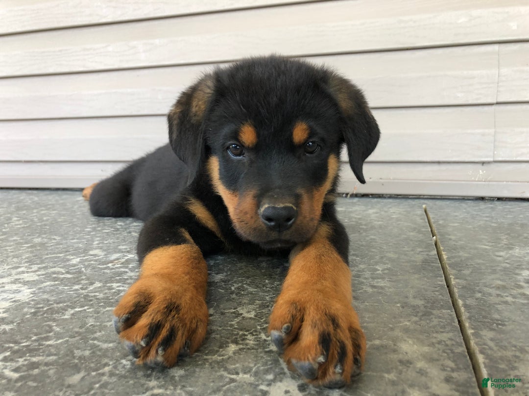 Old Rottweiler Show Me Pictures Of Rottweiler Puppies Rottweiler